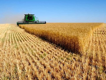 خرید ۳۰۰ هزار تن گندم با قیمت تضمینی تا ۴ اردیبهشت‌ماه