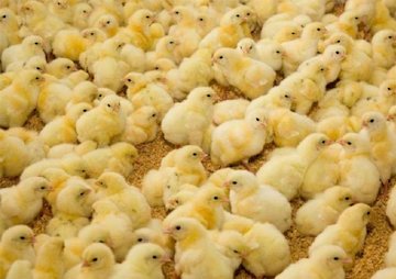 کاهش قیمت جوجه یکروزه/ افزایش تولید مرغ در کشور