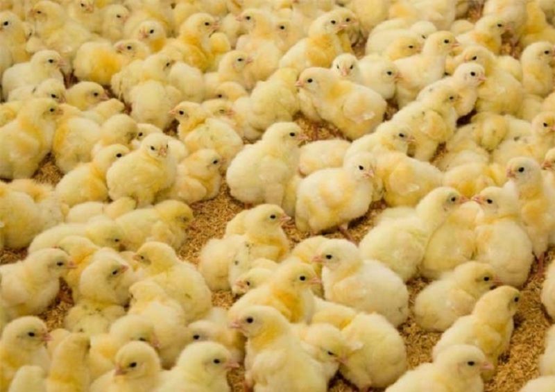 کاهش قیمت جوجه یکروزه/ فروش گوشت مرغ با قیمت‌های مصوب