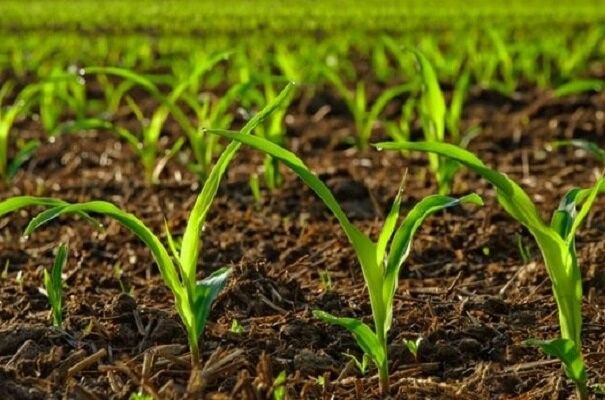 تبدیل زمین های بایر به کشاورزی با مهندسی ژنتیک گیاهان