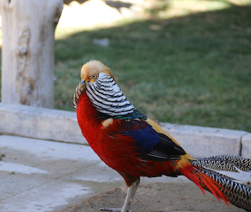 باغ پرندگان اصفهان جاذبه ای در پارک ناژوان که این روزها توجه بسیاری را به خود جلب کرده است