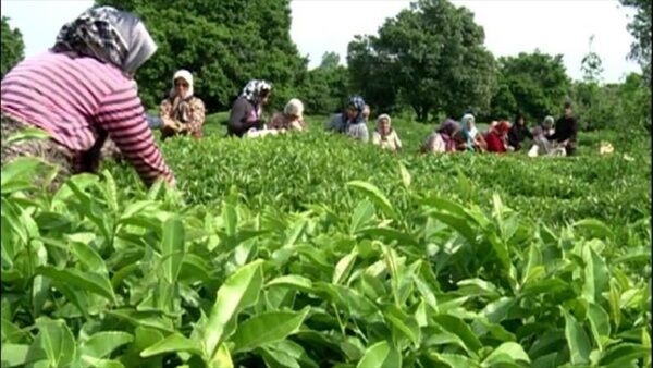 طعم خوش اشتغال در صنعت سبز چای