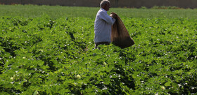 ۱۰ میلیون نفر باید عضو صندوق بیمه اجتماعی کشاورزان روستائیان باشند