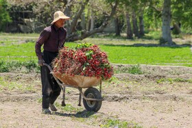 12 اردیبهشت روز جهانی کار و کارگر

عکس:مجتبی جهان بخش