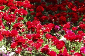 طبیعت اردیبهشتی باغ گلهای اصفهان

عکس:مجتبی جهان بخش