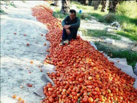 قیمت پایین گوجه فرنگی