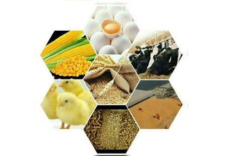 نقطه ضعف اساسی شیوه‌های سنتی تولید خوراک دام است/ افزایش بهره‌وری کاهش تقاضای خوراک دام را به همراه دارد