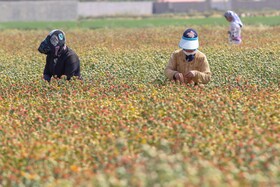 برداشت گلرنگ از مزارع شهرقهجاورستان

عکس:مجتبی جهان بخش