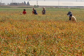 برداشت گلرنگ از مزارع شهرقهجاورستان

عکس:مجتبی جهان بخش