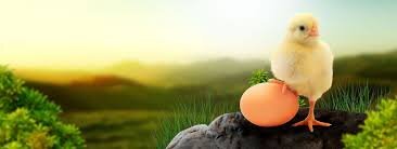 سایه سنگین قیمت نهاده‌های دامی بر مرغ و تخم مرغ/ زنجیره‌ تولیدی که درحال گسستن است