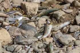 جان دادن زاینده رود به همراه ده ها هزار ماهی

عکس:مجتبی جهان بخش