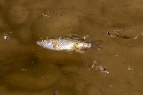جان دادن زاینده رود به همراه ده ها هزار ماهی

عکس:مجتبی جهان بخش