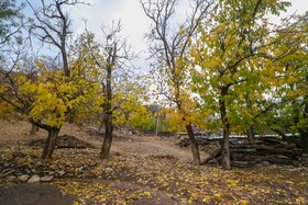 پاییز هزار رنگ روستای پشت کوه فریدنشهر

عکس:مجتبی جهان بخش