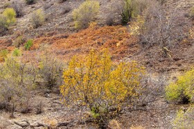 پاییز هزار رنگ روستای پشت کوه فریدنشهر

عکس:مجتبی جهان بخش