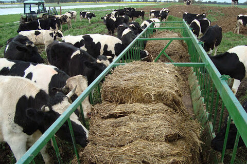 تغییر مثبت در بازار گوشت نیازمند رفع مشکل نهاده دامداری