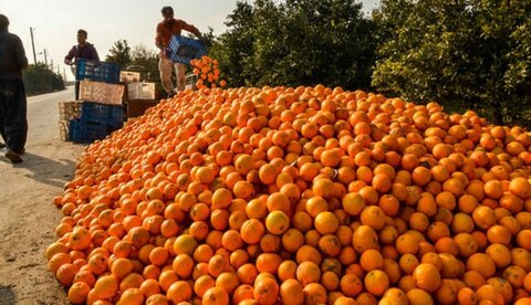 پرتقال - میوه - برداشت میوه