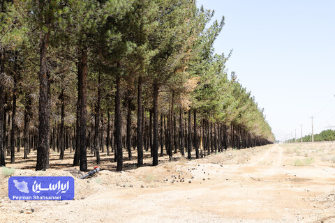 طراحی و اجرای بیش از ۱۴۰۰ هکتار فضای سبز که ۲و نیم برابر مقدار توصیه شده است و آبیاری بیش از ۹۰ درصد آن بصورت قطره ای است