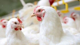 کاهش ۲ درصدی کشتار مرغ طی ۴ ماه ابتدایی ۱۴۰۰ در اصفهان/ پرورش مرغ ۱۰ درصد رشد داشته است