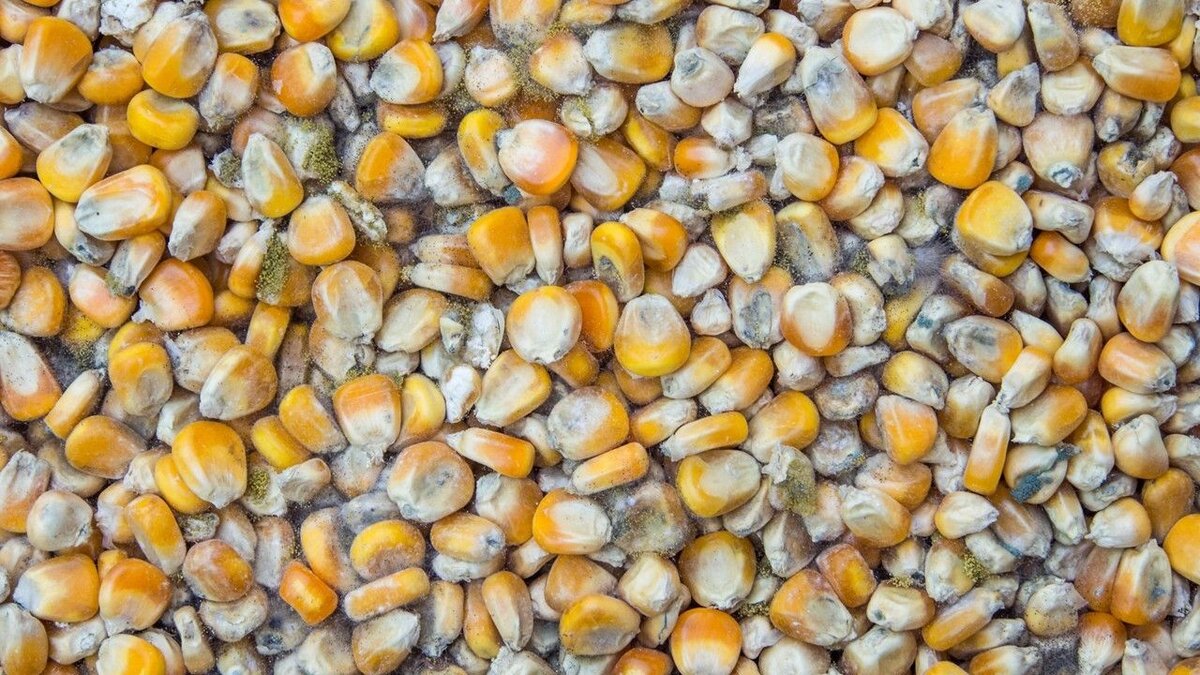 ۵ هزار تن ذرت دامی در گمرک فاسد شد