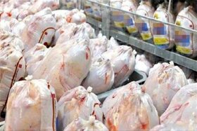 روند کاهشی قیمت مرغ در بازار از ۲ هفته آینده