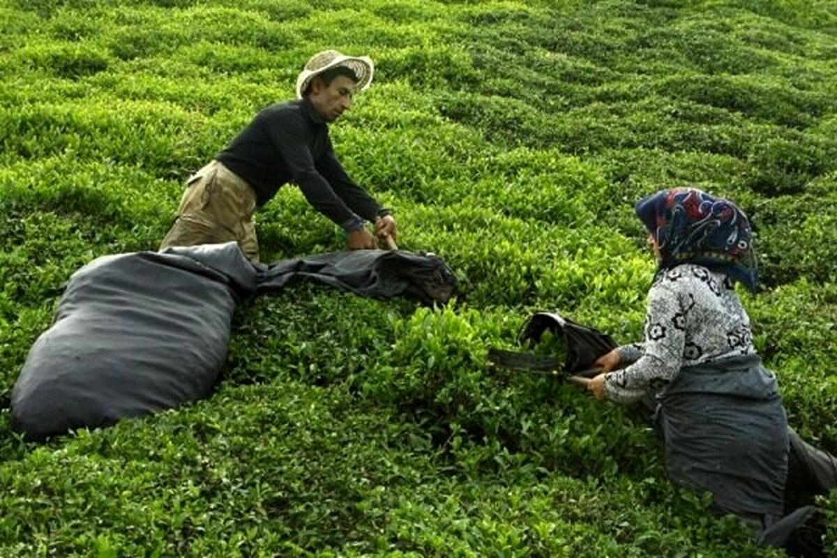 جزئیات تجارت ۹ ماهه چای