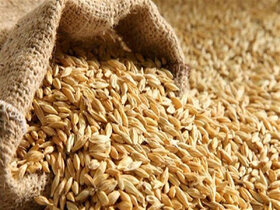 کاهش عرضه گندم در بازار های جهانی