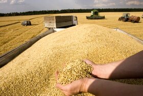 تولید گندم در کشور از ۱۰‌ میلیون تن گذشت