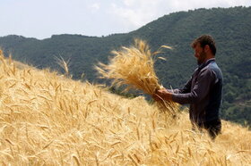 هفت استان کشور رکورد بلندمدت تولید گندم را شکستند