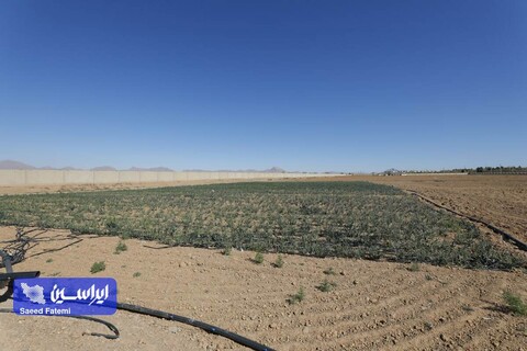 بازدید مدیرعامل شرکت فولاد مبارکه و هیات همراه از محل اجرای طرح ملی خودکفایی بذر کشور و دانشگاه آزاد اسلامی واحد شهر مجلسی