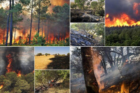 تراژدی مرگ طبیعت با افزایش دما/گرما جنگل‌ها را می‌بلعد