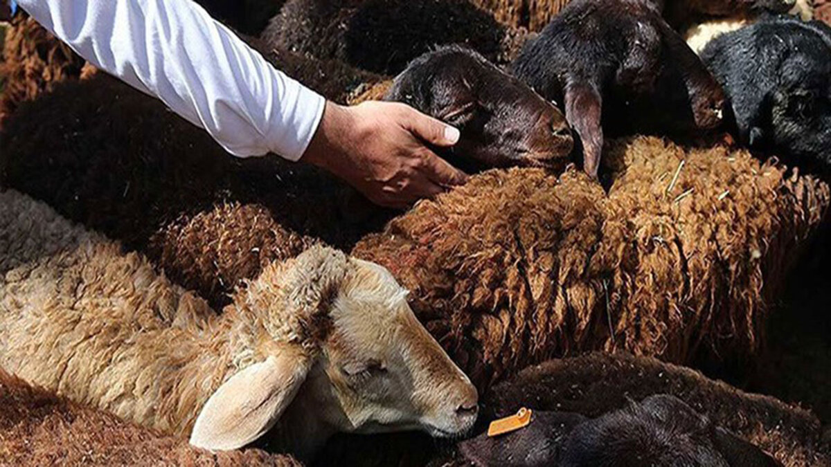 لاشه قربانی‌ها پیش از مصرف ۲۴ ساعت در دمای یخچال نگهداری شود/ ۷۰ اکیپ برای نظارت بر ذبح آماده‌اند