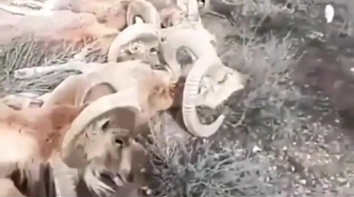 مرگ و میر قوچ و میش‌ها در پارک ملی کلاه قلاضی تکذیب شد