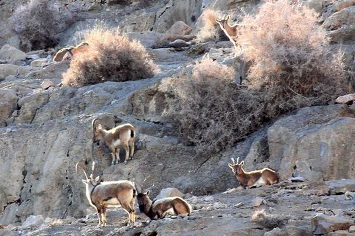  سرشماری جمعیت علف‌خواران شاخص پارک ملی کلاه قاضی اصفهان انجام شد
