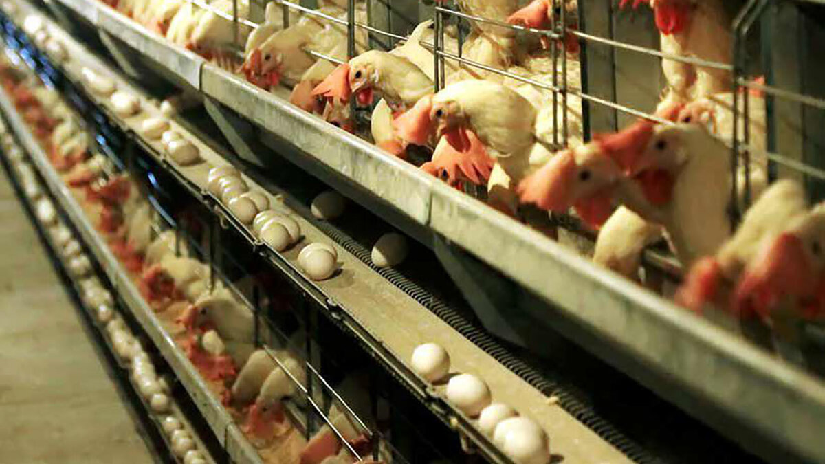 رکورد ۴۴ ساله صادرات تخم مرغ شکسته شد