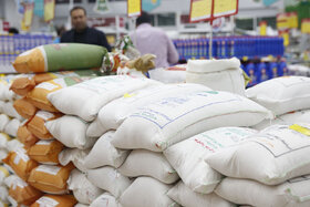 ۴۰۰ هزار تن برنج توسط بخش دولتی وارد شد
