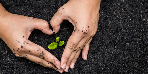 زغال زیست توده گیاهی (بیوچار)، رقیبی برای هیدروژن سبز در مسیر کربن زدایی از صنعت فولاد بیوچار