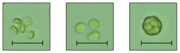 تولید میکرو جلبک روشی نوین جهت مدیریت آلاینده های صنعت فولاد