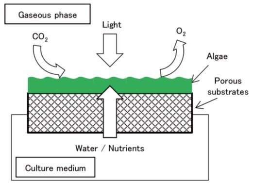تولید میکرو جلبک روشی نوین جهت مدیریت آلاینده های صنعت فولاد