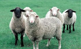 ثبات قیمت دام زنده گوسفندی و گوساله/ کاهش ۳۰ هزار تومانی دام زنده