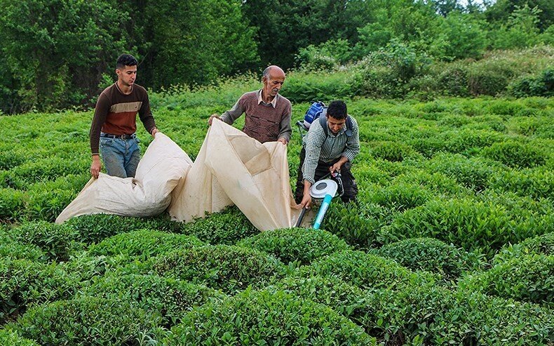 رشد قیمت چای از بازارهای جهانی تا بازار داخلی