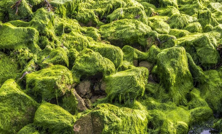 فناوری زیست‌توده میکروجلبک جهت کاهش انتشار CO۲ در صنعت فولاد