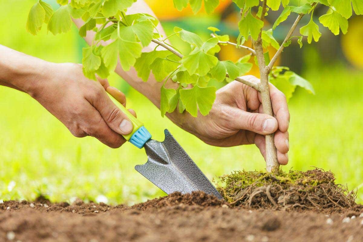 درختکاری؛ رمز حیات مجدد زمین در برابر بحران‌ها