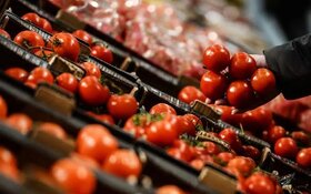 بازار گوجه فرنگی بزودی سامان می‌یابد