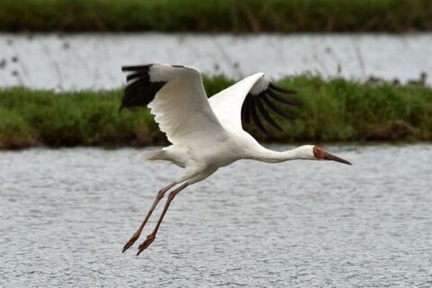 زمستان آمد اما امید نیامد امید درنا