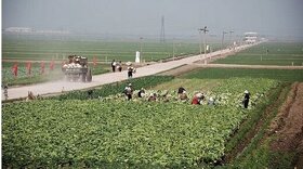 افزایش ۷۰۰ هکتار مزارع کشت گیاهان دارویی در اصفهان