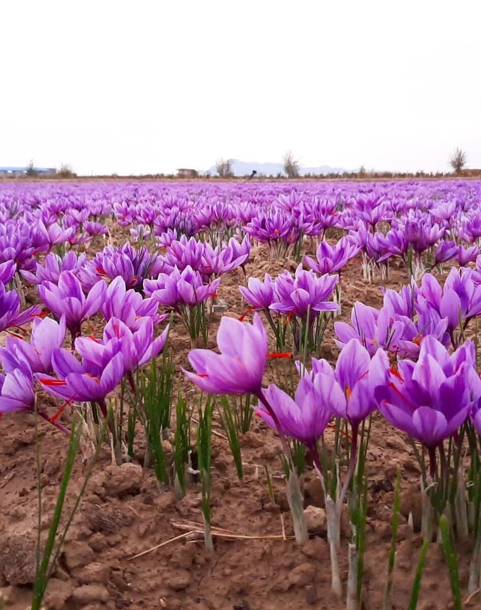 کشف محموله ۱۱۹ میلیاردی زعفران از یک منزل در اصفهان