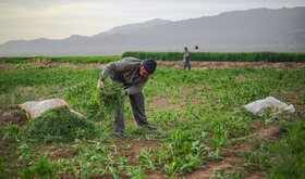 ۱۳۰ بهره برداری پروژه کشاورزی در اصفهان