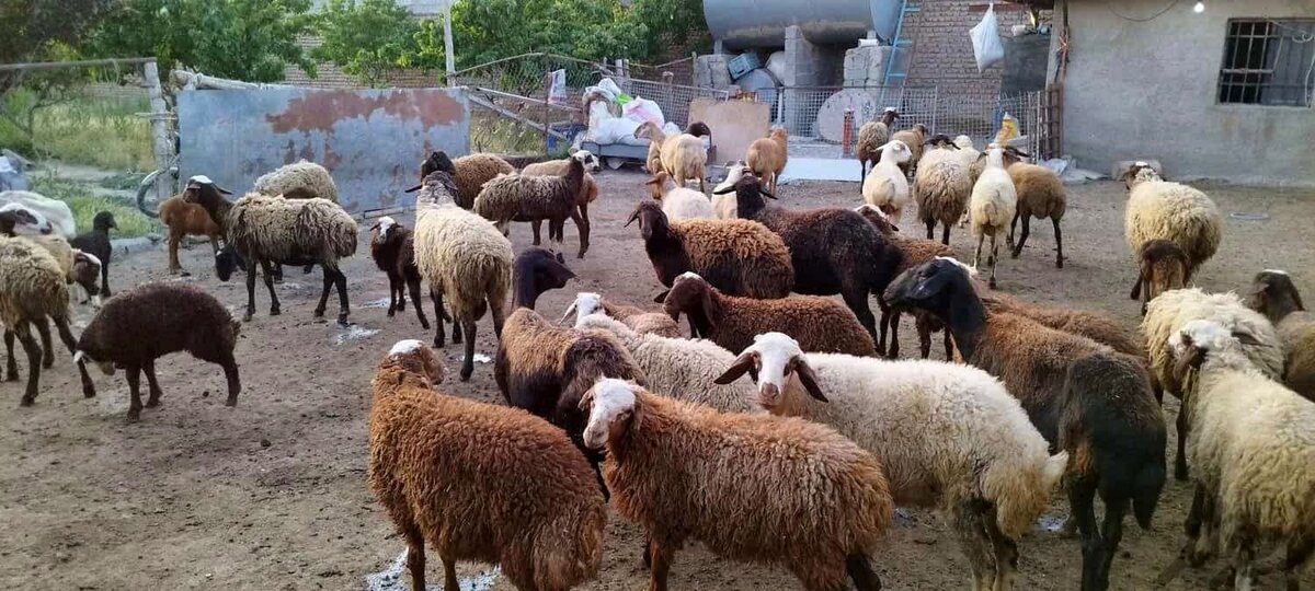 کشتار دام ۱۸ درصد کاهش یافت