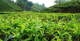 قیمت خرید برگ سبز چای ۳۰ درصد افزایش یافت