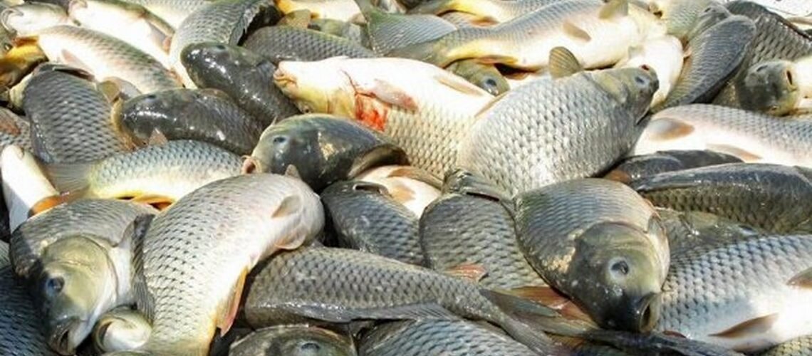 آیا غذاهای دریایی سرطان زا هستند؟